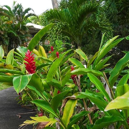 Color Garden - Studio Martinique Sainte-Anne Exterior foto